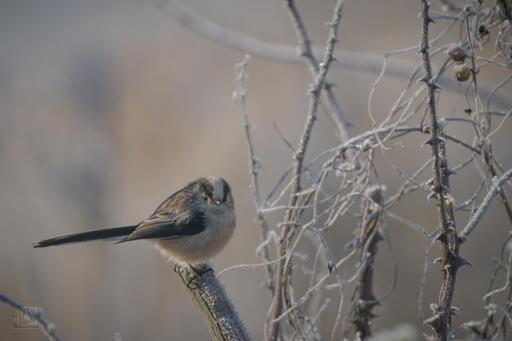 a small bird with a long tail