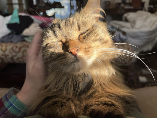 A very fluffy tabby blisses out as she is pet. 