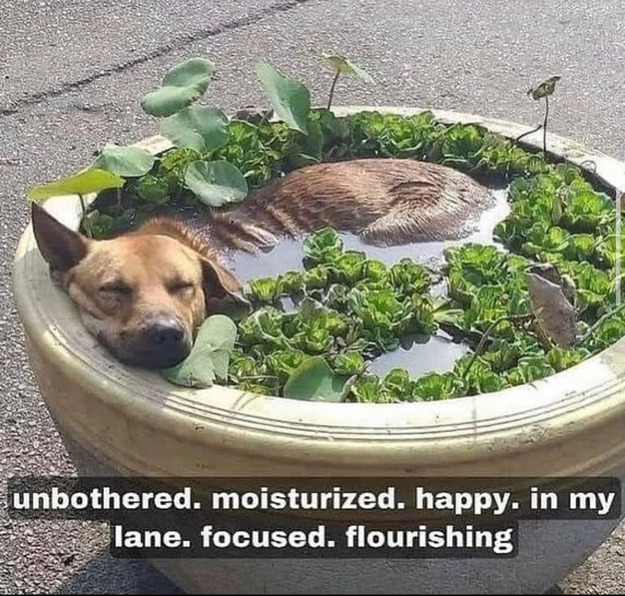 a dog resting in a flower pot filled with water and covered with floating plants. “unbothered. moisturized. happy. in my lane. focused. flourishing.”