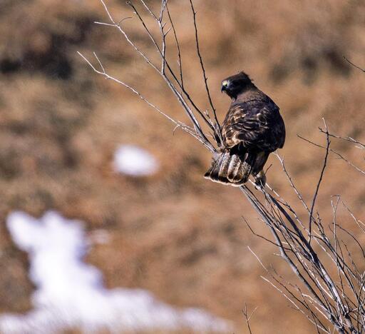 dark hawk with mottled gray, brown and white tail, perched in a small tree above a prairie with a few snowy patches