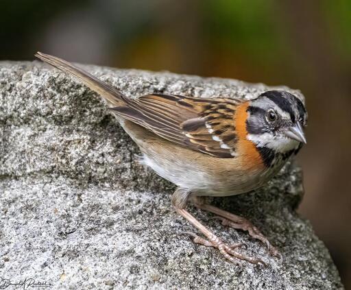 Brown bird with rusty collar and gray-, black- and white-striped head, perched on a gray rock