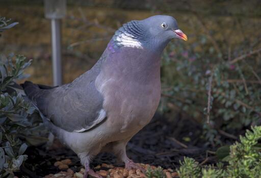 A Woodpigeon guarding his supply of peanuts 