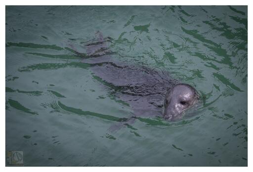 A grey Seal swimming in the North Sea