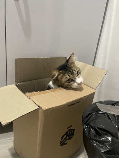 A cat popping his head through the flaps of a cardboard box 