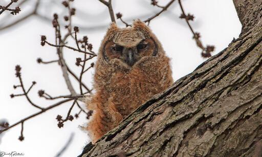 Fluffy brown owlet with dark beak and modest ear tufts, glaring at the camera