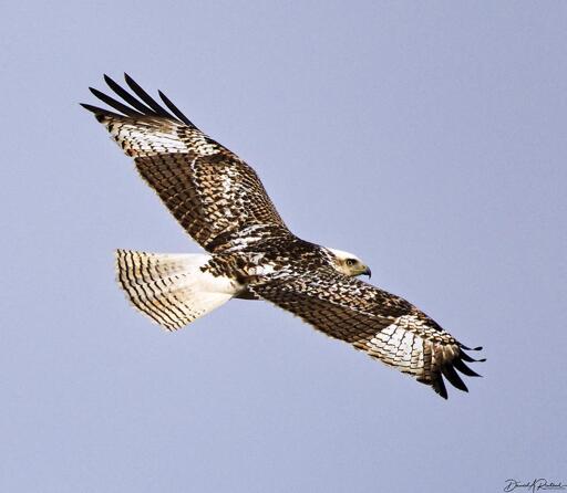 Hawk with white-speckled dark wings, white tail with faint barring, white head and white outer wing panels, soaring against a pale blue sky