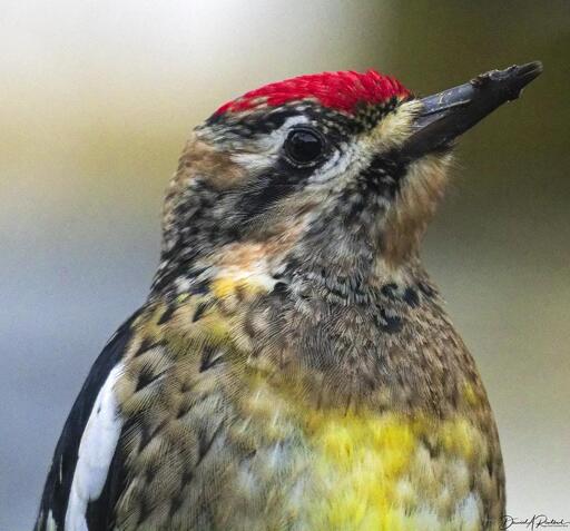 close-up of a bird with black dagger beak, black-and-white stripes on the head and side, yellowish breast and red crown