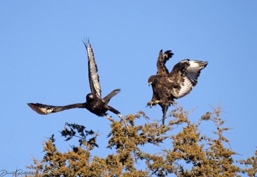 Two dark hawks with white wing feathers, sparring with each other over a preferred perch in a cedar tree