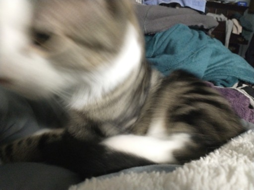 Blurry striped cat