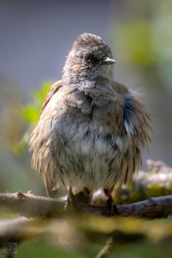 A fluffy young Dunnock stood on a branch