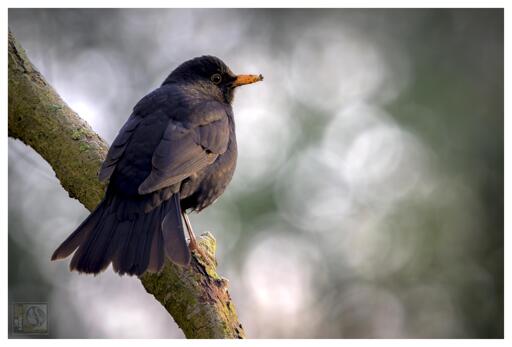 Blackbird on a branch