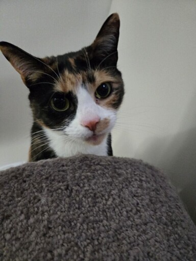 Photograph of a pretty calico cat's head as seen from below sitting in a grey cat bed / perch.