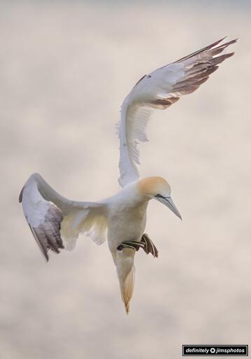  Northern Gannet in mid-flight, wings fully extended and slightly arched as it descends gracefully. The bird’s sleek white body contrasts with its yellowish head and black-tipped wings. Its sharp beak points downward while its green-lined, webbed feet are tucked close to its body. The background is softly blurred in neutral tones, drawing attention to the bird’s dynamic pose