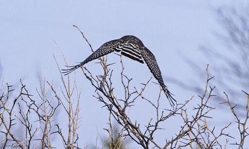 rear view of a bird with black-and-white striped tail, and black-and-white checkered wings, in flight over a thorny shrub