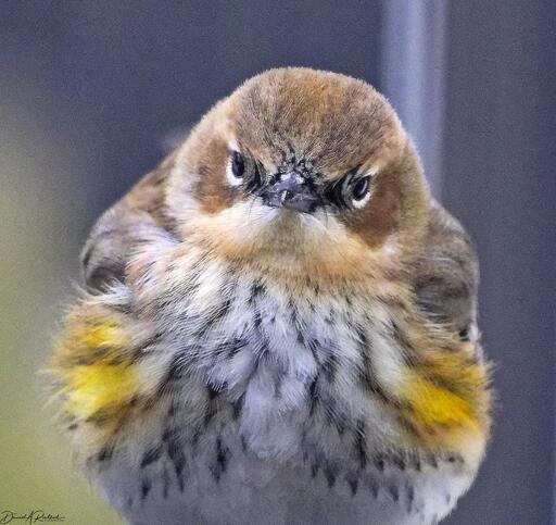 Fluffed up and round bird with streaky black-and-white breast, yellow flanks, white throat and brown head, staring into the camera