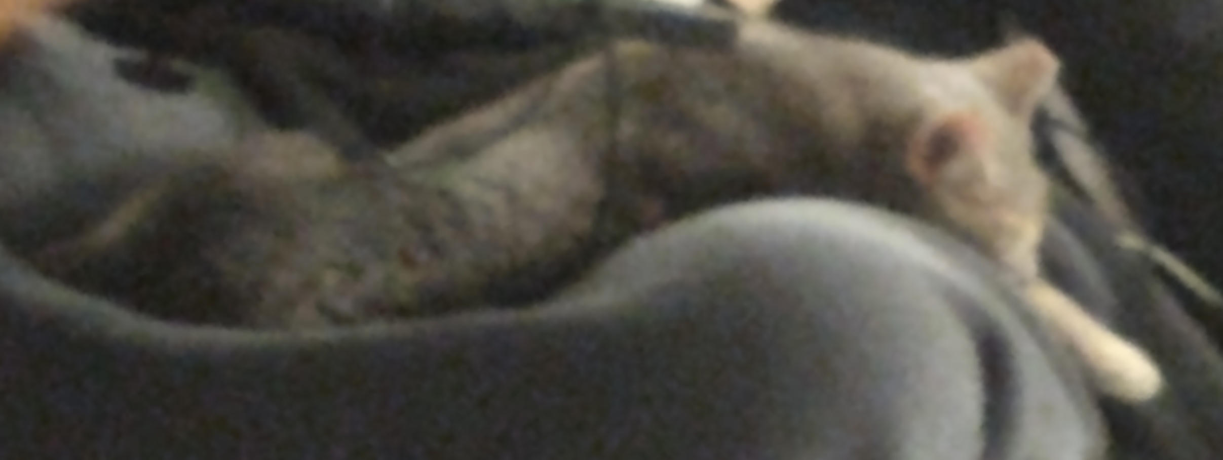 blurry picture of a gray cat stretched across a lap