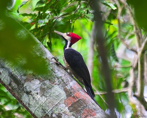 Bird with red crest, yellow eye, long dagger-like bill, black wings and white neck stripe, perched on an angled tree trunk