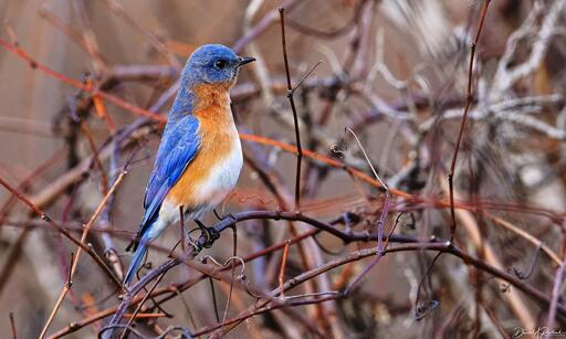 a bird with a white belly, rusty breast and flanks, and blue head and wings, perched in a vine thicket