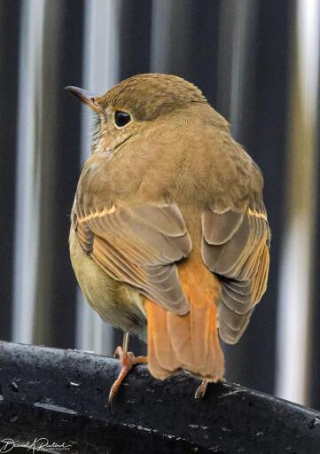 Round-headed brown bird with rusty tail, perched on a black object and peeking back over its left shoulder at the camera