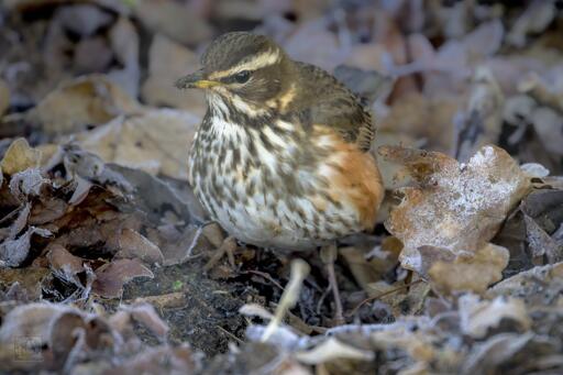 A thrush with orangey red patches under its wings