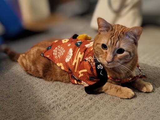 A photo of an unamused orange cat wearing a kimono