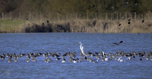 50 plus lapwing and an Egret stood in the middle of a wetland lake