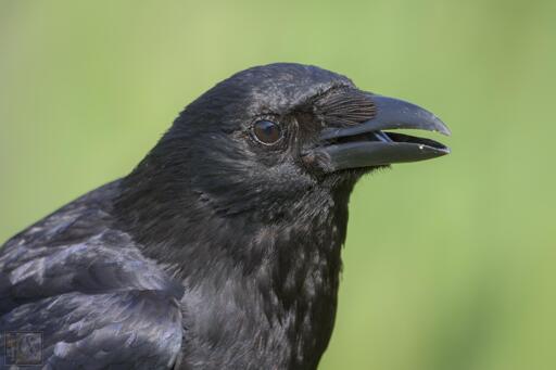 a side profile photo of a crow