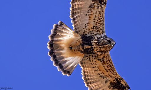 hawk with streaky underwings, broad dark bellyband, and white tail with dark terminal band, soaring above the photographer and glaring downward