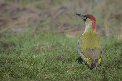 a woodpecker with olive green, red, cream and yellow colouration