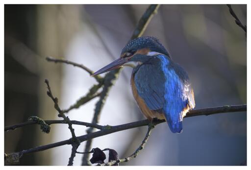 Kingfishers are brightly coloured birds with large heads, strong bills, and short tails