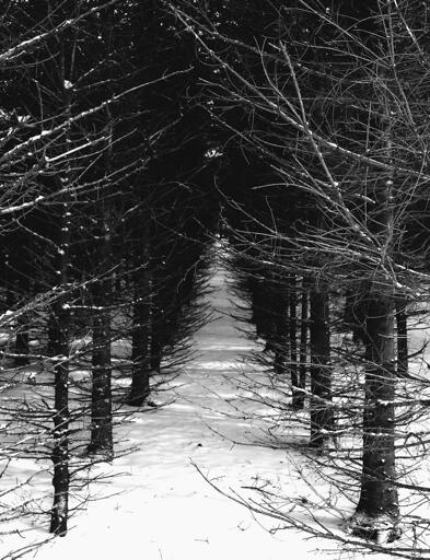 Black and white photograph of a snowshoe trail in the forest, passing between two rows of neatly planted spruce trees, almost creating a tunnel. The sun is filtering through the branches. Let's imagine an allegory on life as the path is very straight but the destination quite unclear, the other end of the tunnel being blocked by the branches.