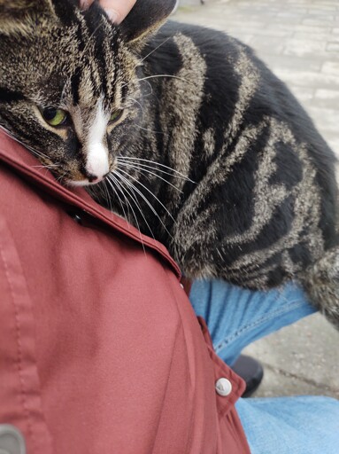 A cat has settled on my lap, it's an awkward position for me but he seems content.