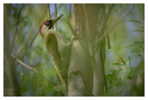 a woodpecker with Green, cream and read feathers