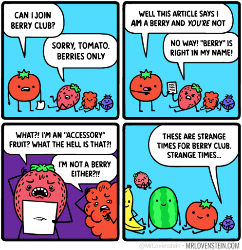 4 panel comic.  First panel: A strawberry, a raspberry, and a blueberry are sitting on the floor. A tomato comes along and asks: “Can I join berry club?” – “Sorry, Tomato. Berries only”, says Strawberry.  Second panel: Tomato holds up a sheet of paper. “Well this article says I am a berry and you’re not.” Angrily, Strawberry says “No way! ‘Berry’ is right in my name!”  Third panel: Close-up on Strawberry and Raspberry. “What?! I’m an ‘accessory’ fruit? What the hell is that?!”, says Strawberry in disbelief, looking at the paper. “I’m not a Berry either?!!” exclaims Raspberry, sweating.  Fourth panel. “These are strange times for berry club. Strange times.” says Blueberry. Tomato, a watermelon, and a banana are sitting next to it. Strawberry is sitting way in the background, looking sad.