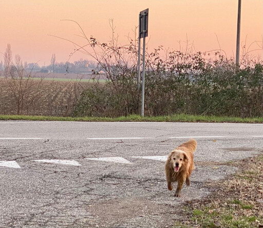 A free happy dog, who met some friends, running towards them at sunset. He'll continue to walk with them and, with the last drop of light, he'll go back home.