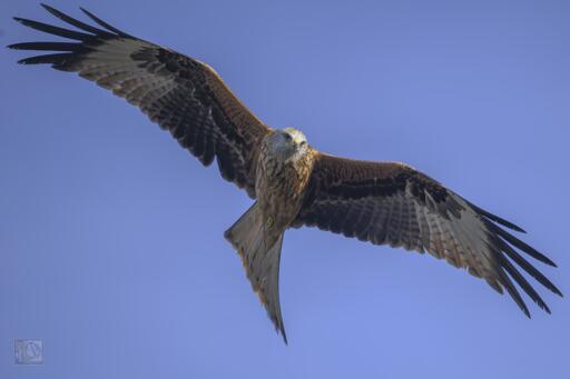 A Large bird of prey with white under wing panels and a forked tail