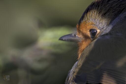 a photograph of a Robin taken looking over its shoulder