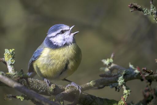 a small blue, white and yellow bird singing from a perch in the trees