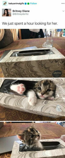 From Britney Diana, boosted by "babyanimalgifs"
"We just spent a hour looking for her."
Image 1: what looks like a "normal" Kleenex box.
Image 2: a kitten emerging from the box (part of head, front paw, rear paw).
Image 3: kitten sitting in the box, head outside.