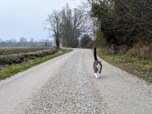 A cat walks along a gravel path lined with trees and a distant rural landscape. The cat, with a mix of tabby and white fur, struts confidently down the road, its tail held high. The scene is peaceful, with overcast skies and bare trees in the background, suggesting a cool, quiet day.