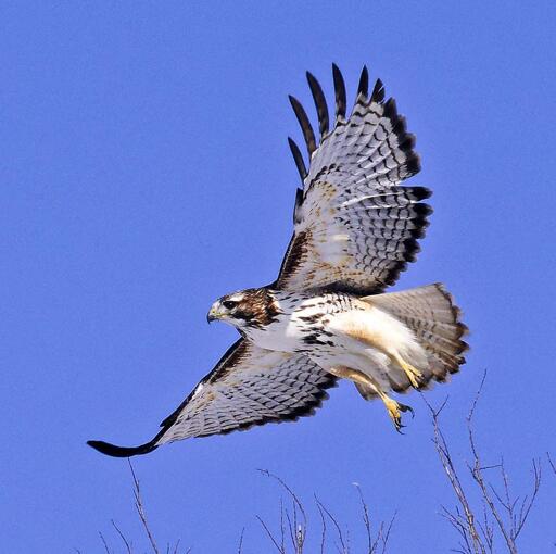 Mostly starkly white hawk with rufous tones on tail and head, rufous patagial markings, and dark bellyband