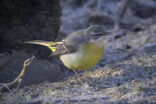 a bird with a yellow belly and grey upper and tail