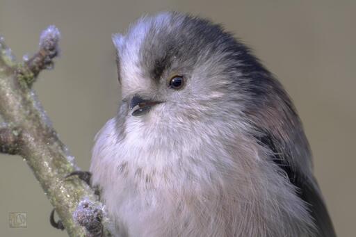 a small fluffy white and deep blue bird