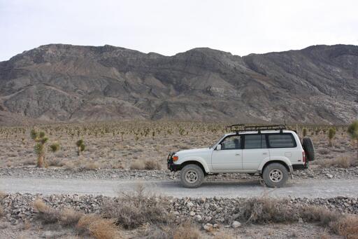 A white Land Cruiser 80 series sits on a dirt road with rocky borders. Behind it is a field of small Joshua Trees, with a ridge of hills is in the background.