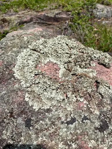 White plating lichen