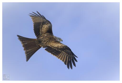 A Large bird of prey with various shades of orangey brown feathers and a forked tail