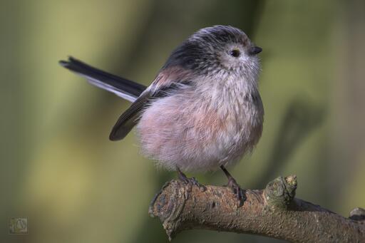 A small round bird with a long tail