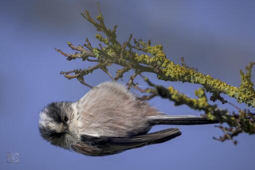 a bird hanging upside down from a branch