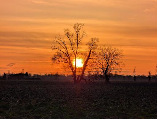 A fiery sunset paints the sky with deep orange and golden hues, casting long shadows across the bare fields of late January. The trees, skeletal yet resolute, seem to cradle the glowing orb as it sinks into the horizon, promising its quiet return tomorrow. The air carries whispers of early spring - gentle breezes, faint scents of awakening earth, and a longer stretch of daylight. The fading light feels like a reminder: as the days grow brighter, so should we. Each evening, we should settle with more inner light, and each morning rise with renewed warmth and energy, much like the seasons embracing their quiet transformation.