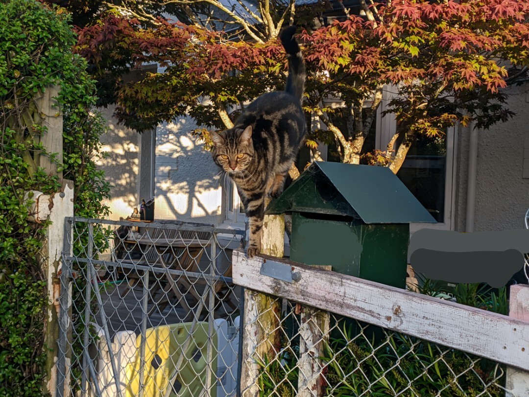 Cat with tortoiseshell fur and big orange-yellow eyes standing coyly on top of a post box.